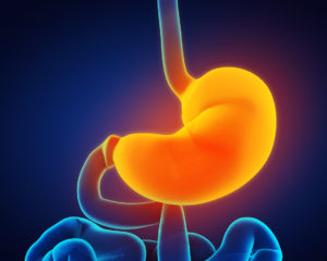 Gastroparesis - Human Stomach Anatomy Illustration.